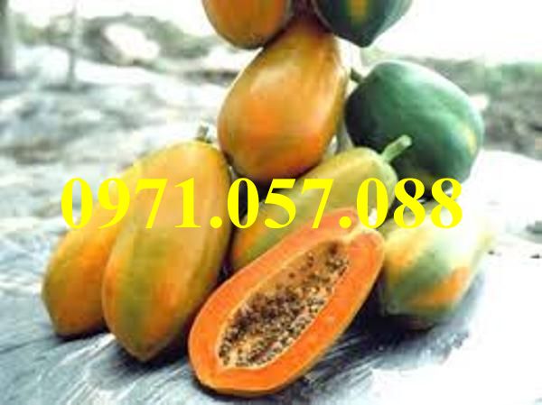 Cây giống đu đủ đài loan